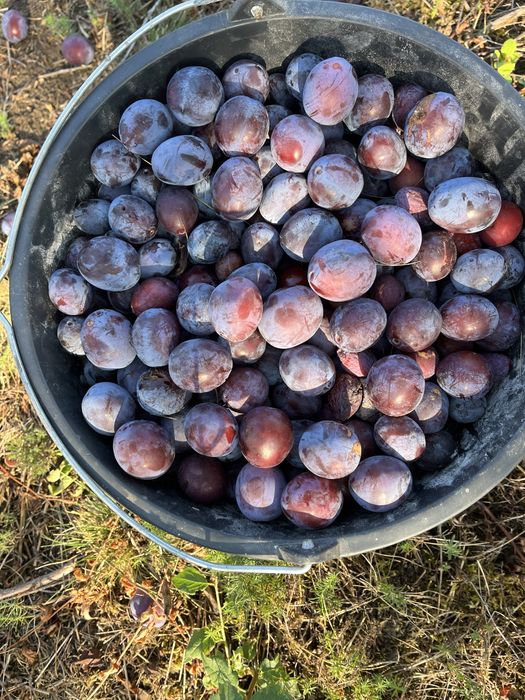 Prune de țuică bine coapte, randament maxim