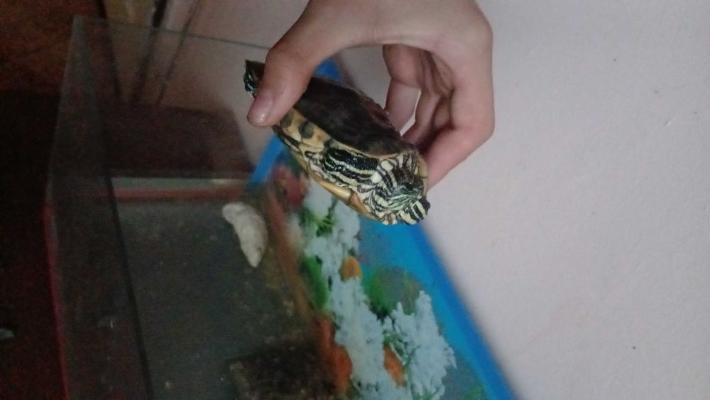 Vând broască țestoasă