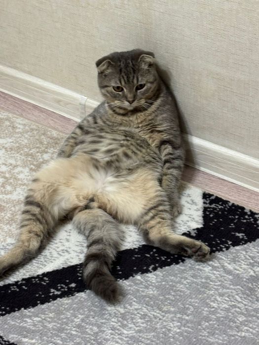 Молодой опытный кот  ищет  кошечку  для  вязки.