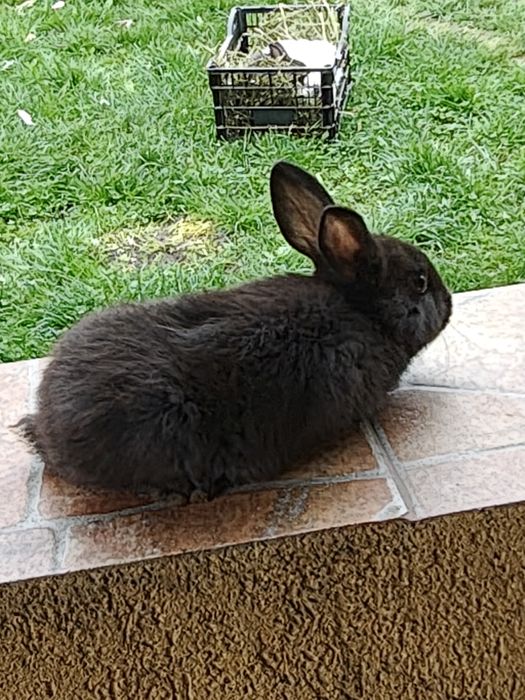 Vând iepuri californieni