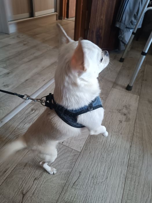 Кобель.Вязка.1,5 года