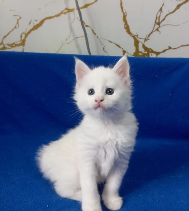Мейн Кун котята питомник