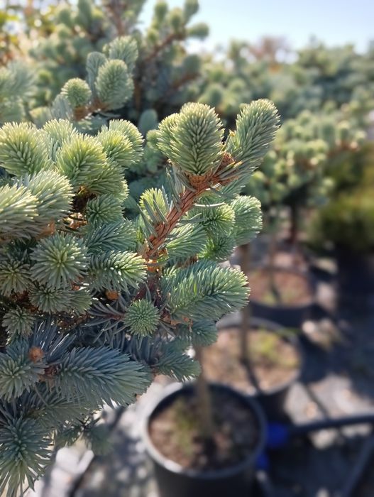 Piceas punges globosa