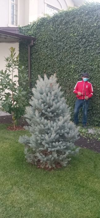 Sadovnik bogʻbon xizmati