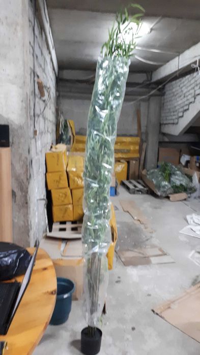 продам растения ИКЕА