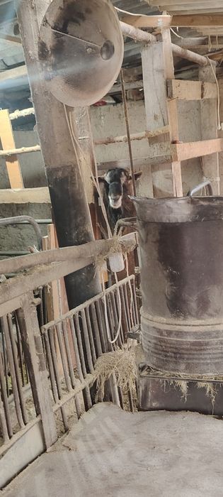 асыл тұқымды альпииски теке