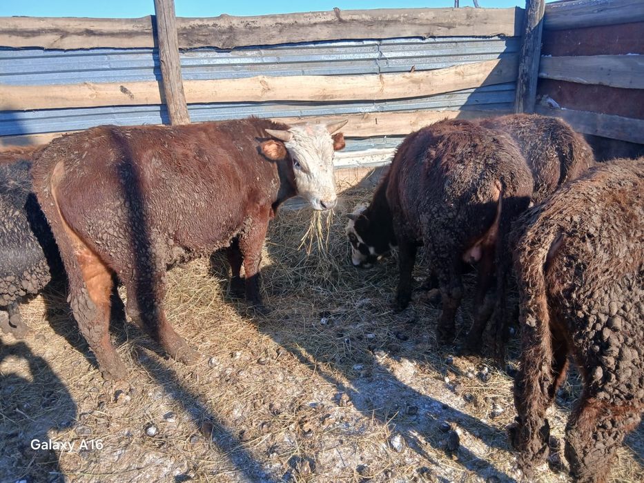 Продам бычков оптом