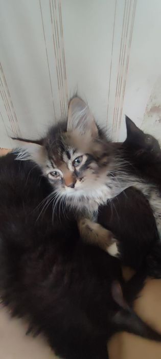 Отдам котят в добрые руки
