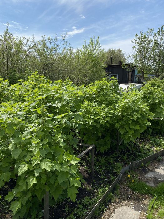 Дача в кооперативе Борки