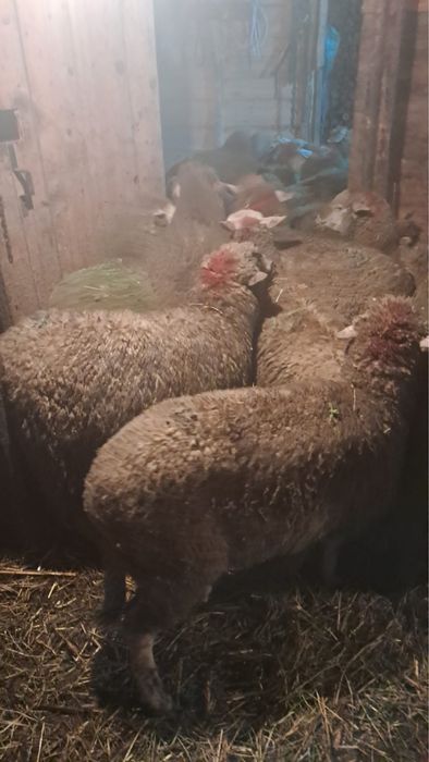 Vand oi sterpe grase