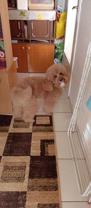 средно момче пудел