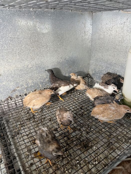 Prepelite pitici chinezesti(pitica chinezeasca)