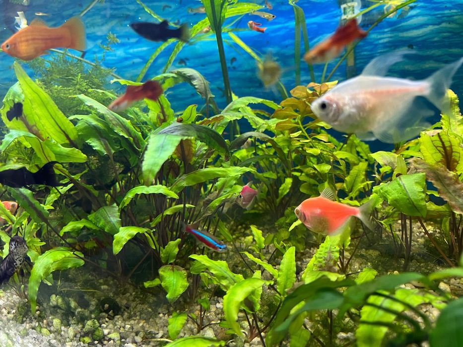 Продам криптокарина 800 тгза корень