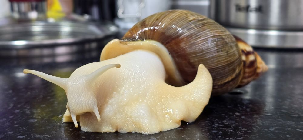 Отдам улиток Ахатины