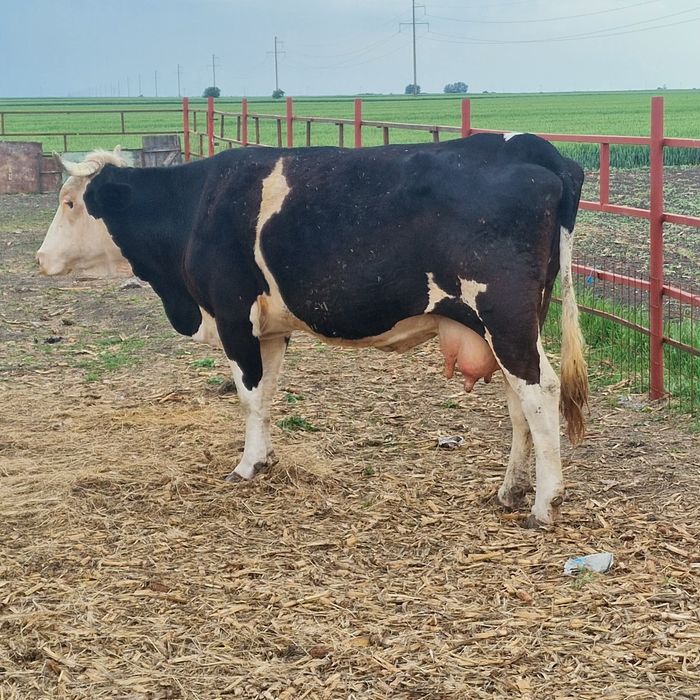 Vaca de abator de vanzare