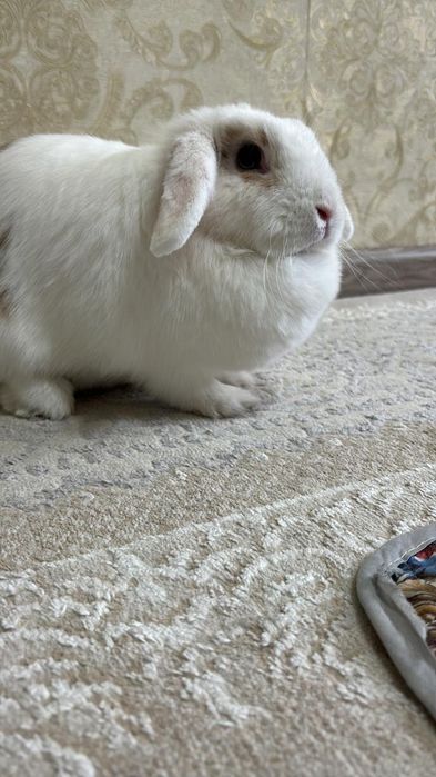 Отдам кролика девочка даром
