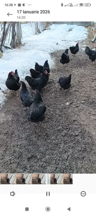 Australop de vanzare