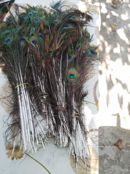 Vând pene de păun frumoase,cu model.