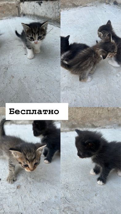 Мысыктар тегін-бесплатно