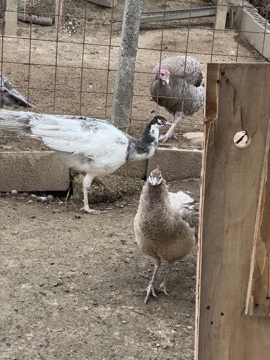 Pauni  varietati multiple