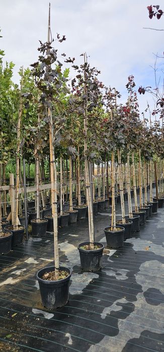 acer platanoides crimson king ( artar rosu )