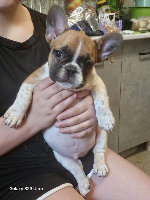 Французик карапузик