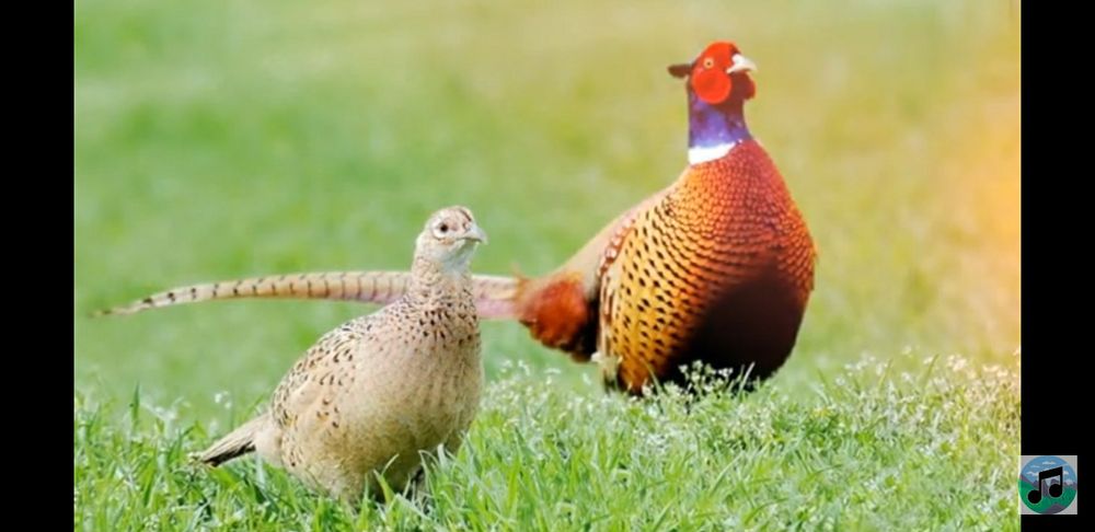 Семья фазанов  промысловые  дикари ,