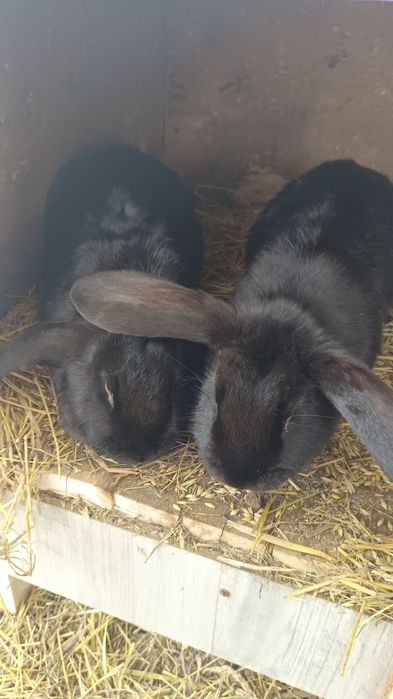 Продажа Кроликов