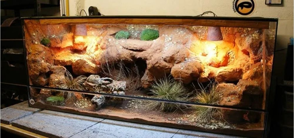Террариум с питомцем под ключ