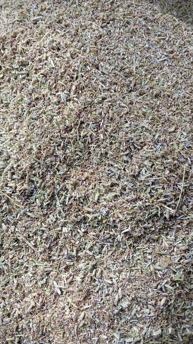 Лаванда Lavanda гули сотилади арзон