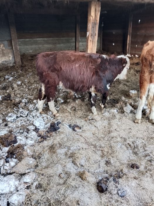 Продам 8 бычков 420 тыс