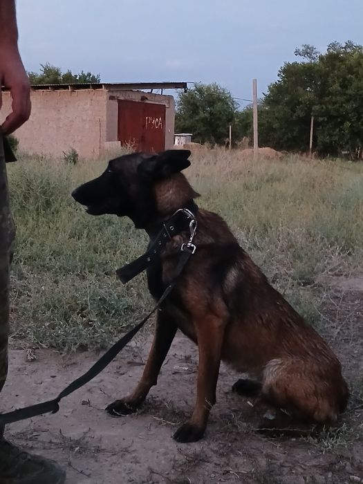 бельгийский овчарка