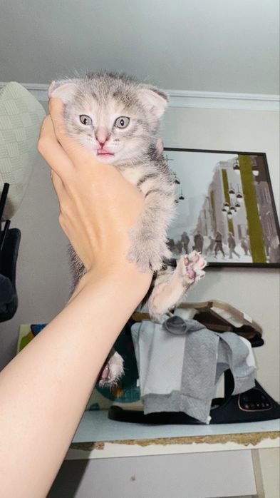 Продаются котята