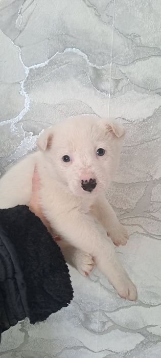 Отдам щенков дворовые