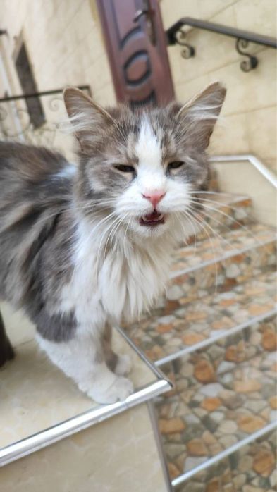 Отдадим в добрые руки!