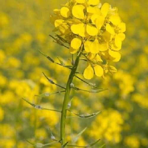 Mustar samanta pentru semanat la sac de 25 kg