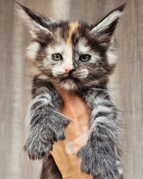 Премиум котята Мейн-кун в Рассрочку