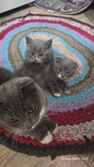Отдам котят, девочка и мальчик