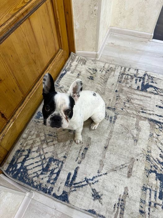 Продаётся французский бульдог 8 месяцев