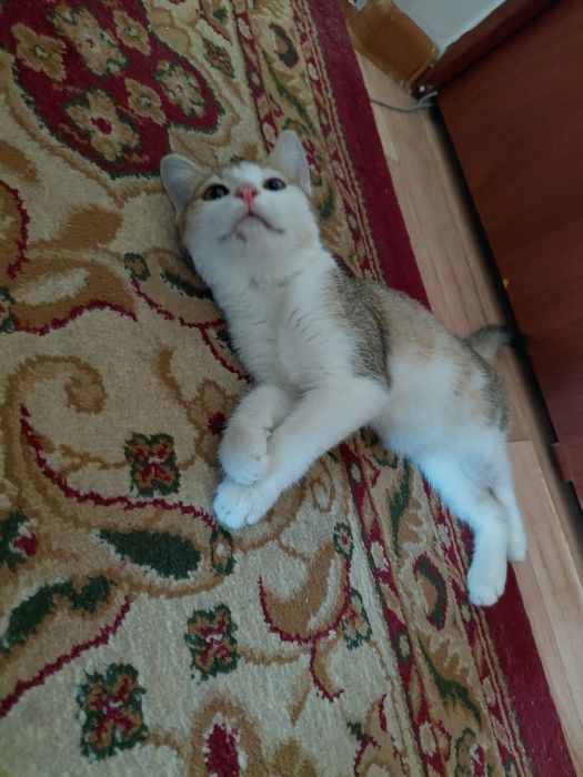 Котёнок в добрые руки. Бесплатно