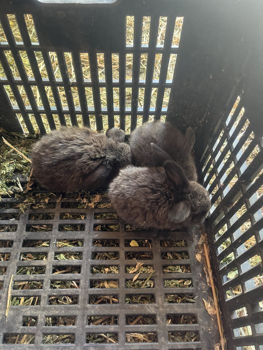 Disponibili Iepurași Holland Lop ( berbec pitic)