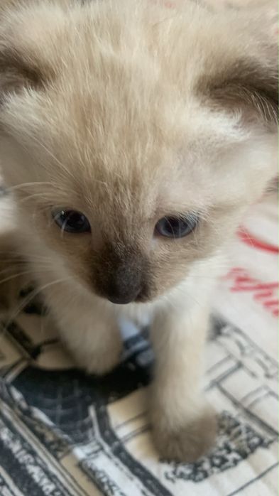 Котят в хорошие руки