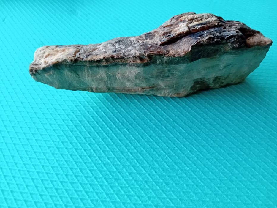 Опалеризирано дърво от времето на Динозаврите на 80милиона години