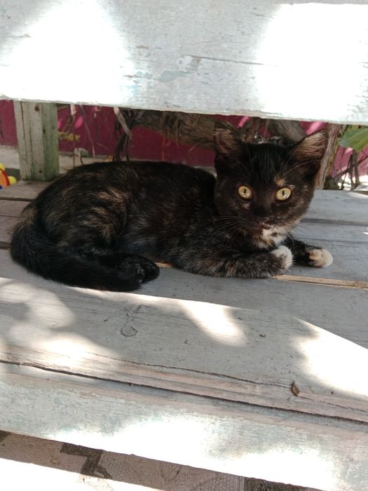 Домашние животные