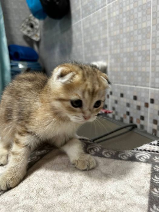 Seribristiy shinshila bn Zalatistiy shinshiladan chiqan mushula