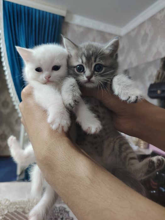 Ажойиб ва соглом мушукчалар сотилади. Жуда уйноки ва мехрибон