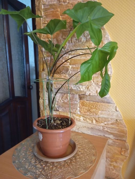 Комнатные растения