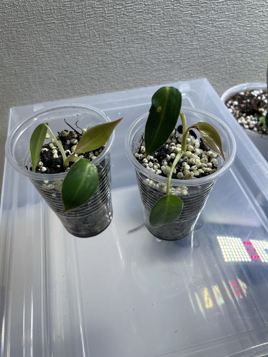 Филодендрон spiritus-sancti (Святой дух)