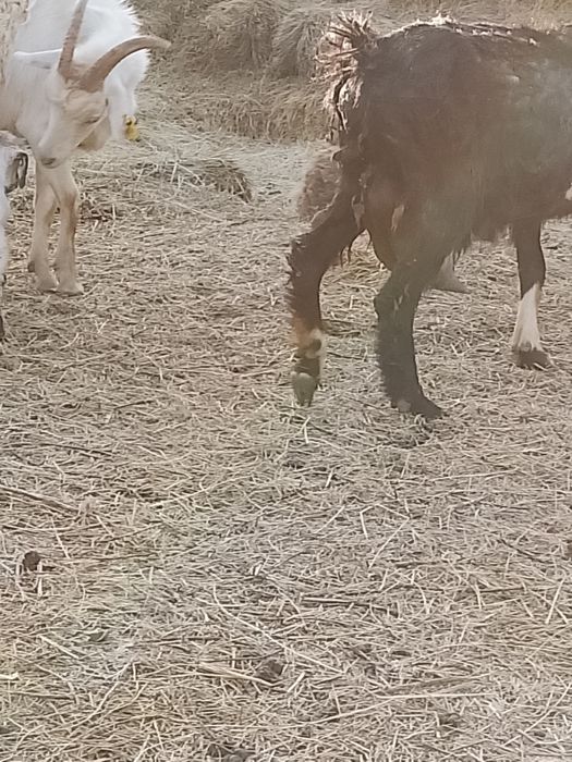 Түбітті, сауынды ешкі