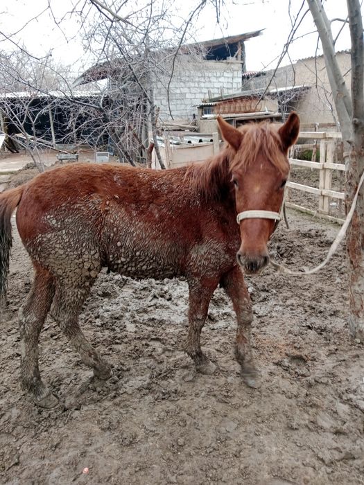 Тай еркек дены САУ аппетит ураган